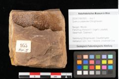Foto (Objekt + Etikett) von Quercus palaeoilex Ettingshausen (NHMW-GEO-2024-0188-0955)
